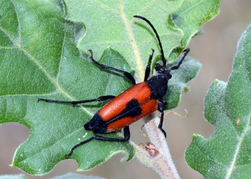 Cerambycidae: Stictoleptura cordigera